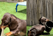Video: Dachshund Serves the Perfect Example of Upcycling Trash Into Toys