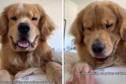 Video Shows Golden Retriever Throwing Tantrums When Petting Stops