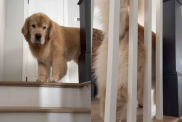 Video: Golden Retriever Rubs Against the Rail Seconds After Owner Cleaned It