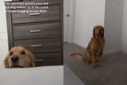 Video: Dog Flaunts His Best Dance Moves While Begging to See Guests in His House