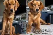 Video: Dog Impresses the Internet With His Dancing Skills Before Snacking