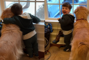 Video: Golden Retriever & Toddler Eagerly Awaiting Grandma’s Visit Is Purely Magical