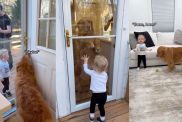 This Golden Retriever & Toddler’s Reunion Video Is One for the Books