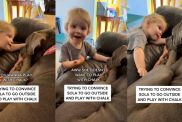 Video: Dog Listens Intently While Toddler Tries to Convince Her to Play